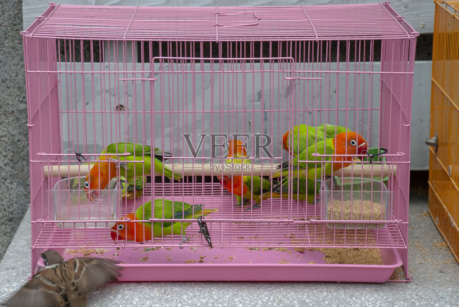 位于九龙园圃雀鸟园的香港雀鸟市场照片摄影图片