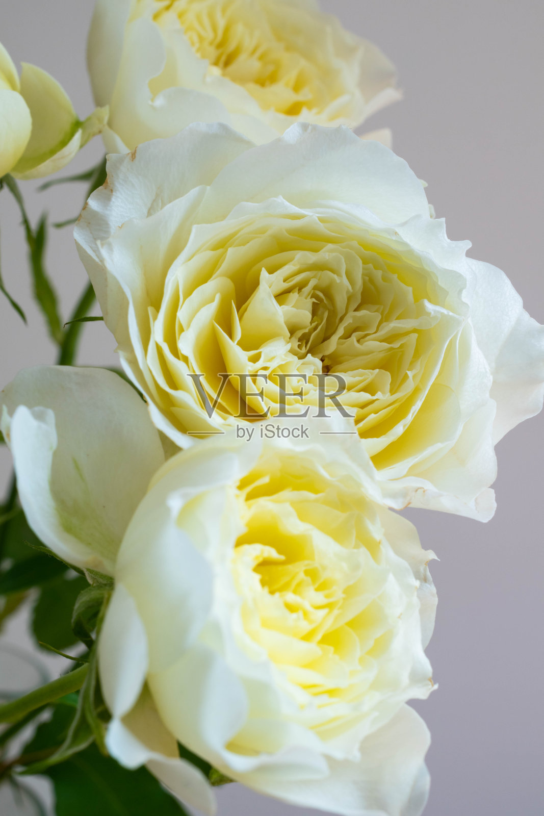 白色背景上的白色玫瑰照片摄影图片