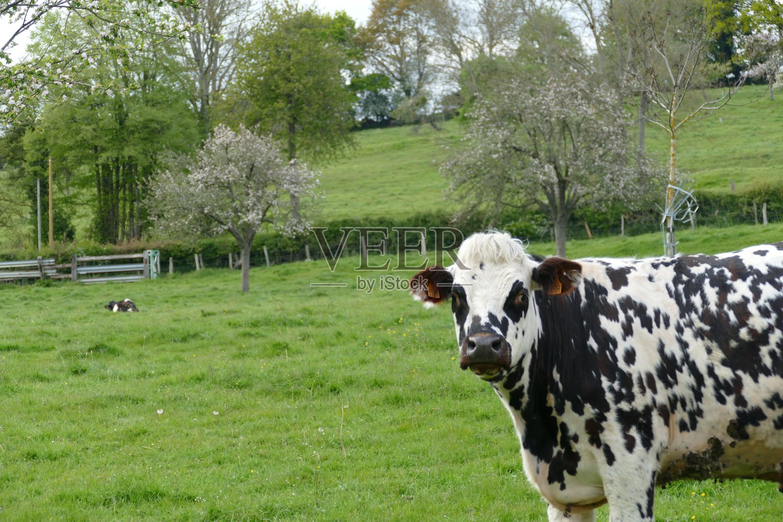牛在诺曼底照片摄影图片