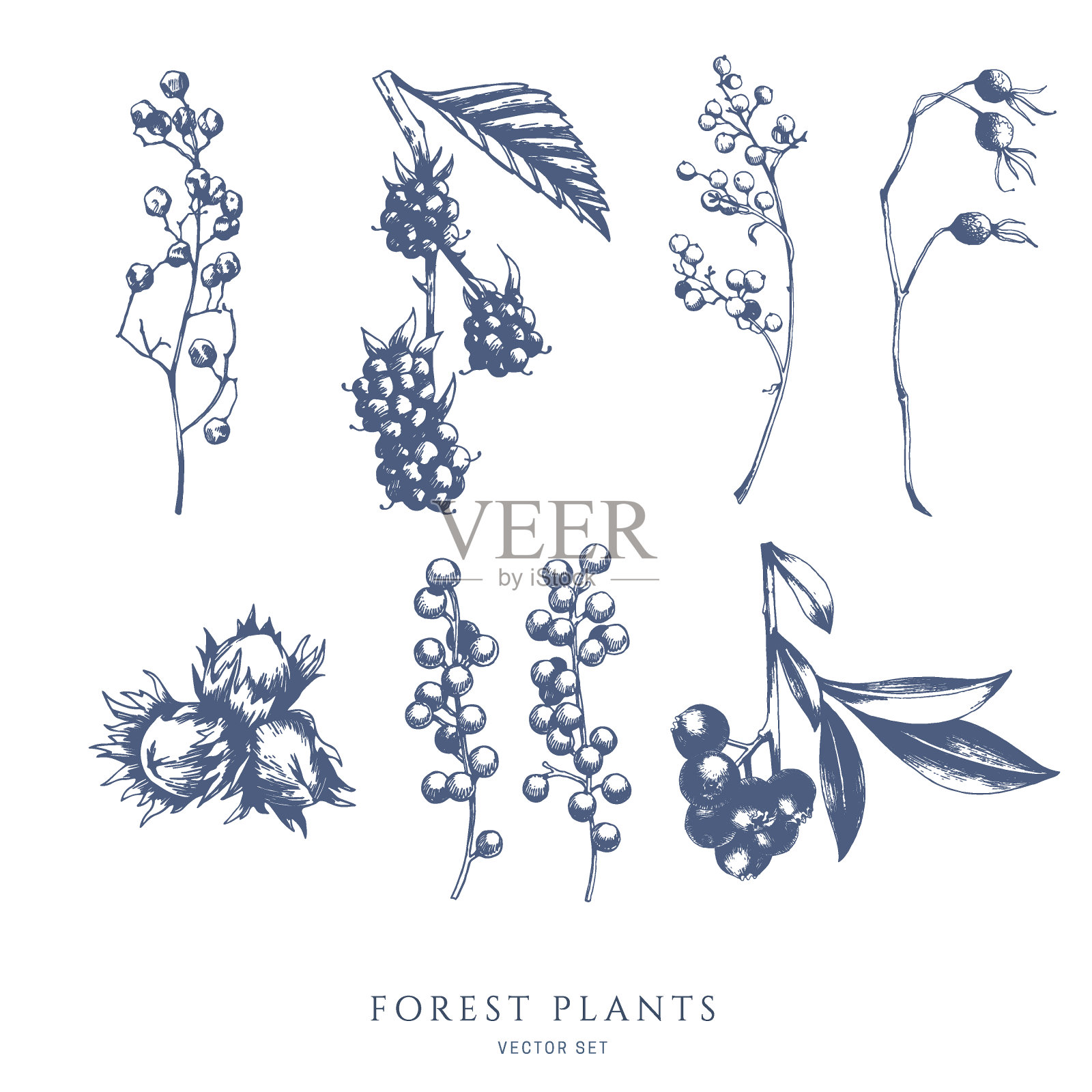 媒介收集森林坚果和浆果。插画图片素材