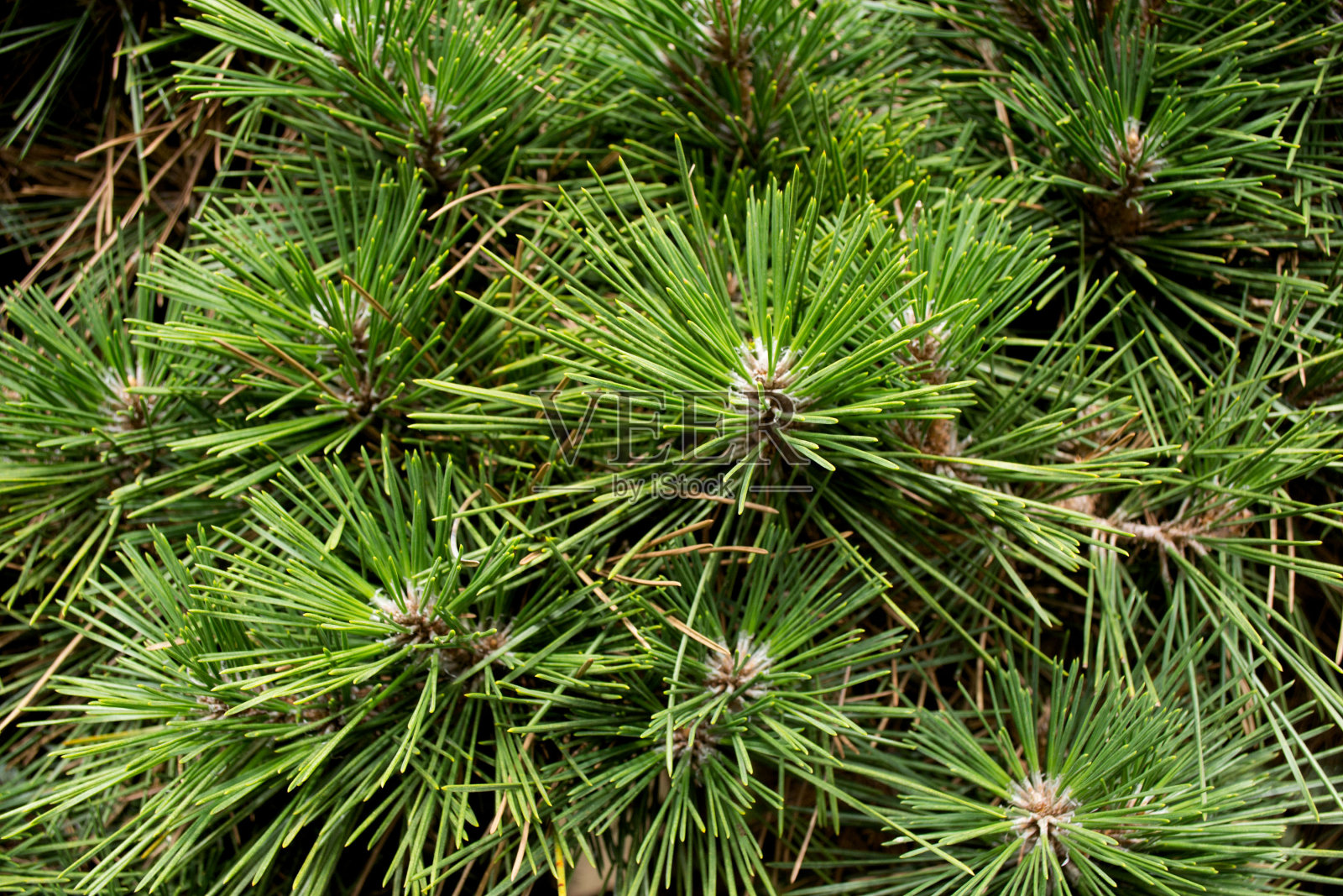 常绿spruсe分支背景照片摄影图片