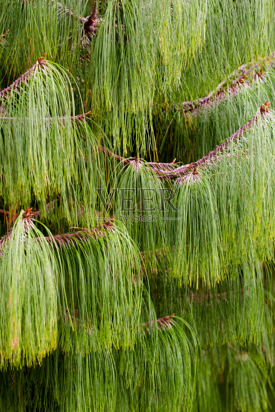 有长松针背景的针叶树照片摄影图片