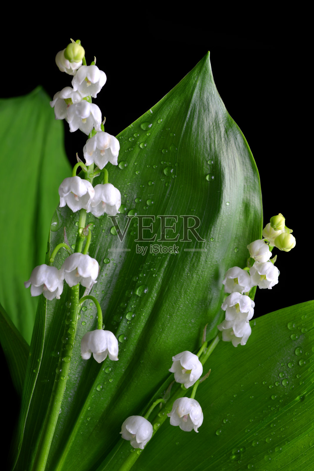 盛开的山谷礼莲(马菖叶)。照片摄影图片