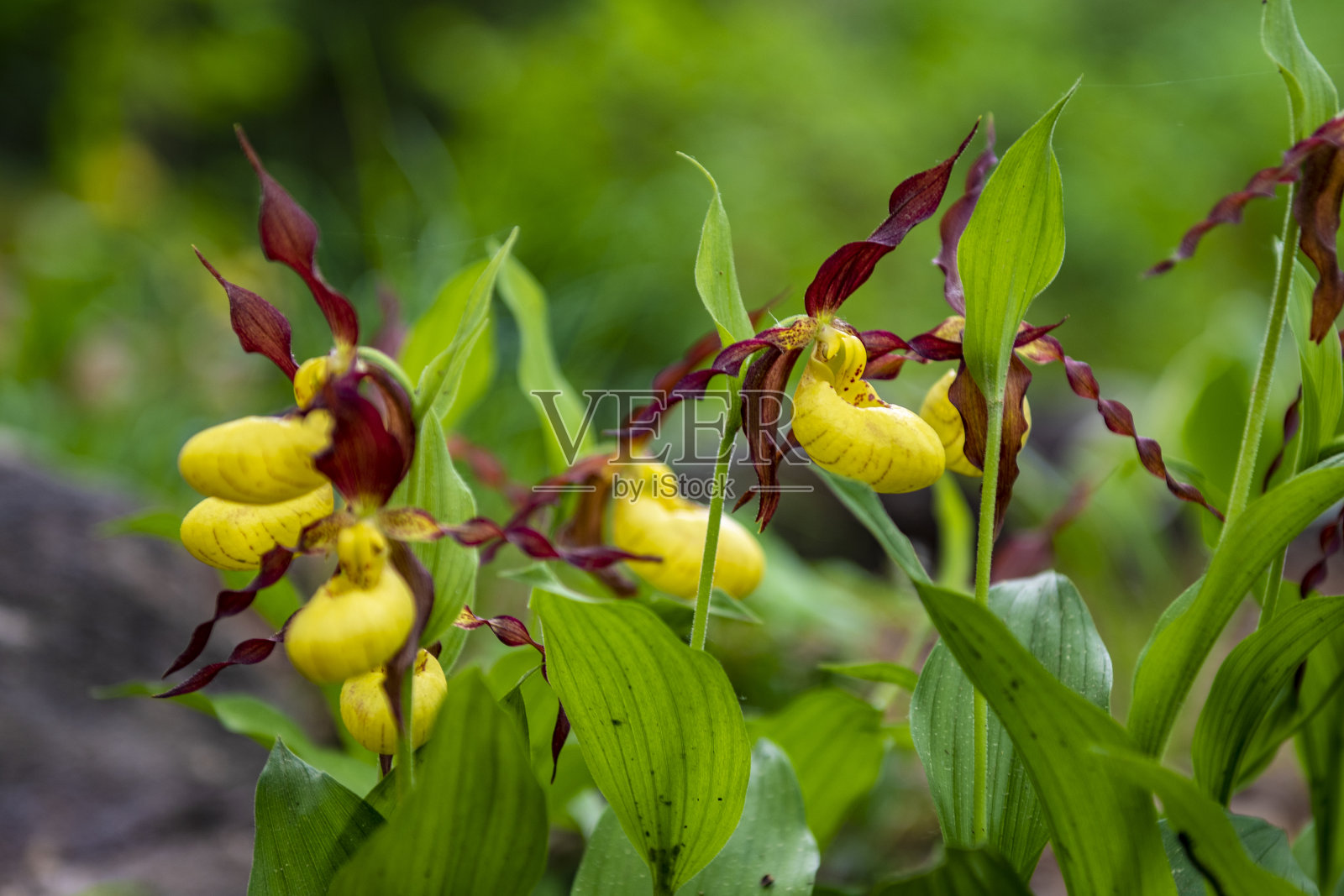 凤仙花macranthum西南。照片摄影图片