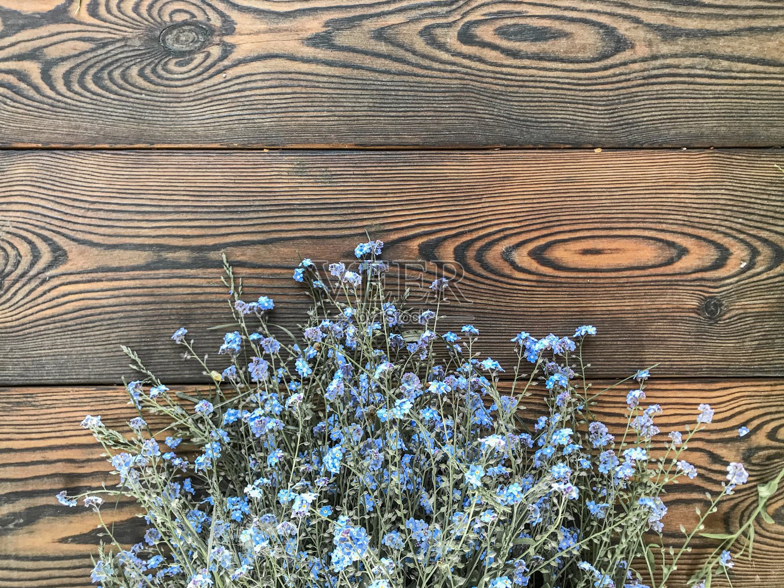 Foget-me-not鲜花森林照片摄影图片