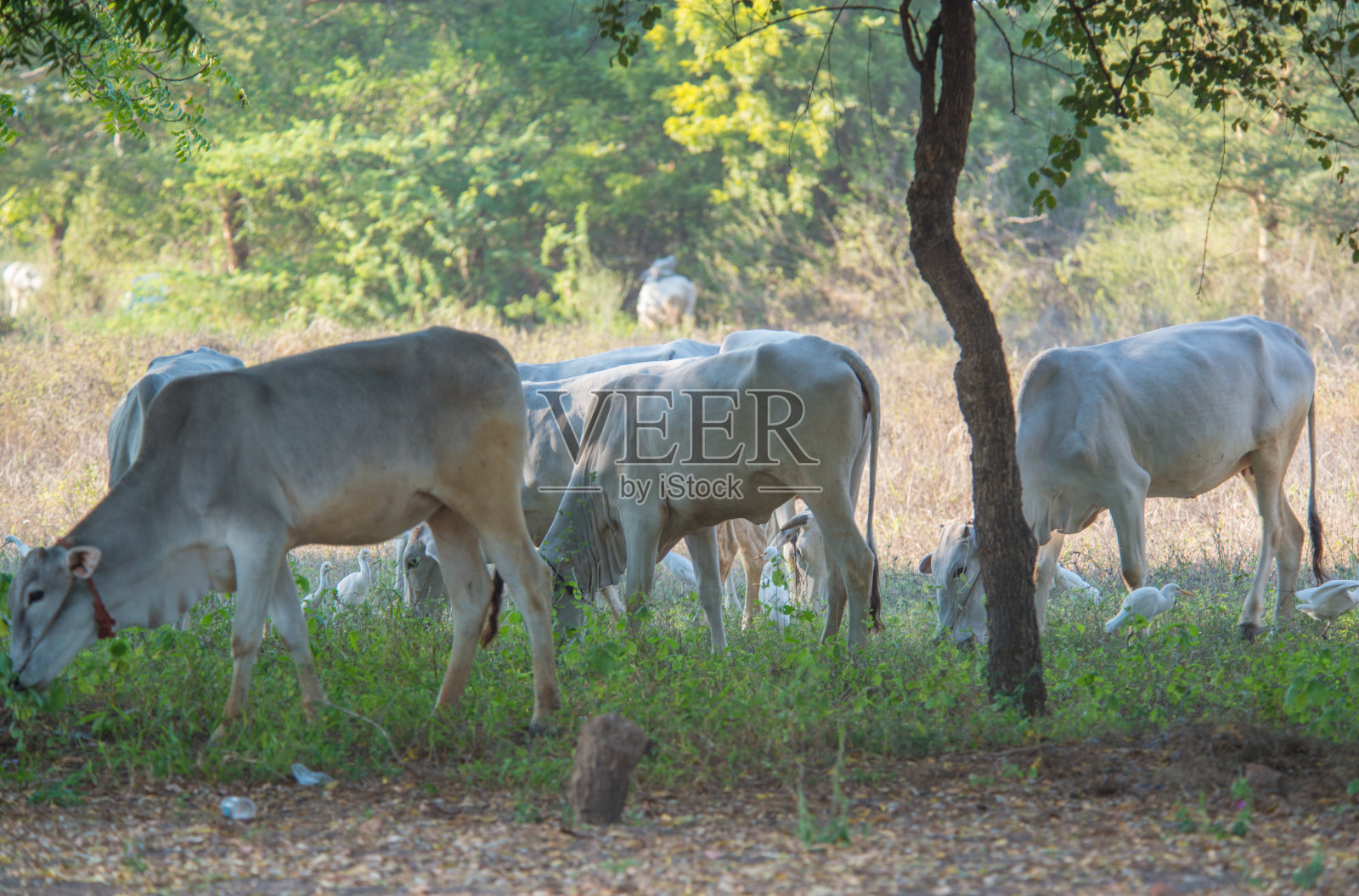缅甸蒲甘市照片摄影图片