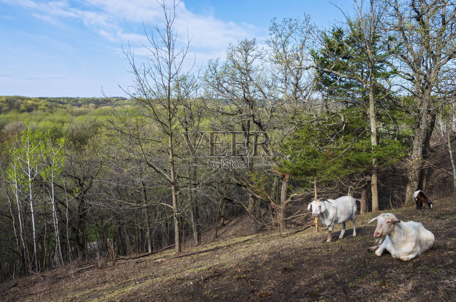 山坡和山羊俯瞰弗兰德劳州立公园的林地照片摄影图片