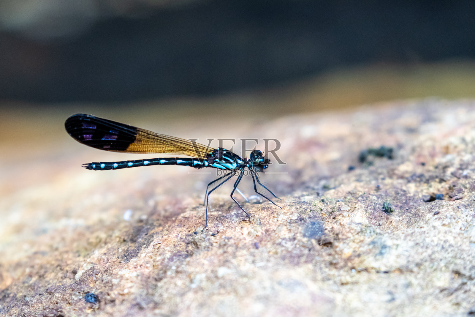 豆娘的肖像-蓝色宝石(穿孔鼻)照片摄影图片