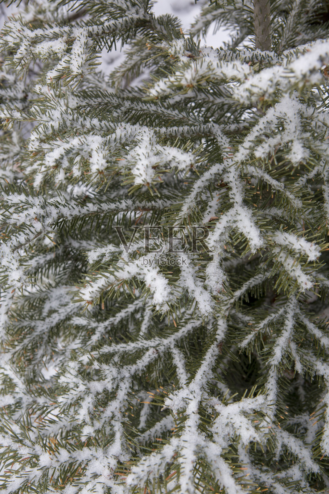 松树的树枝上覆盖着雪照片摄影图片