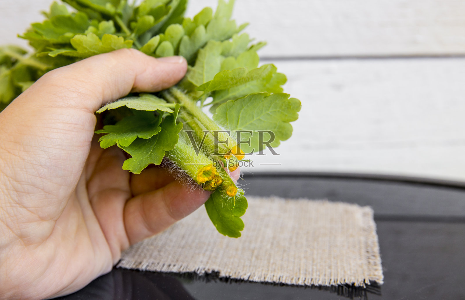 拿着白屈菜叶(也叫白屈菜、白屈菜、燕尾草或泰特草)乳胶的人可以用来除去疣子。草药的概念。照片摄影图片