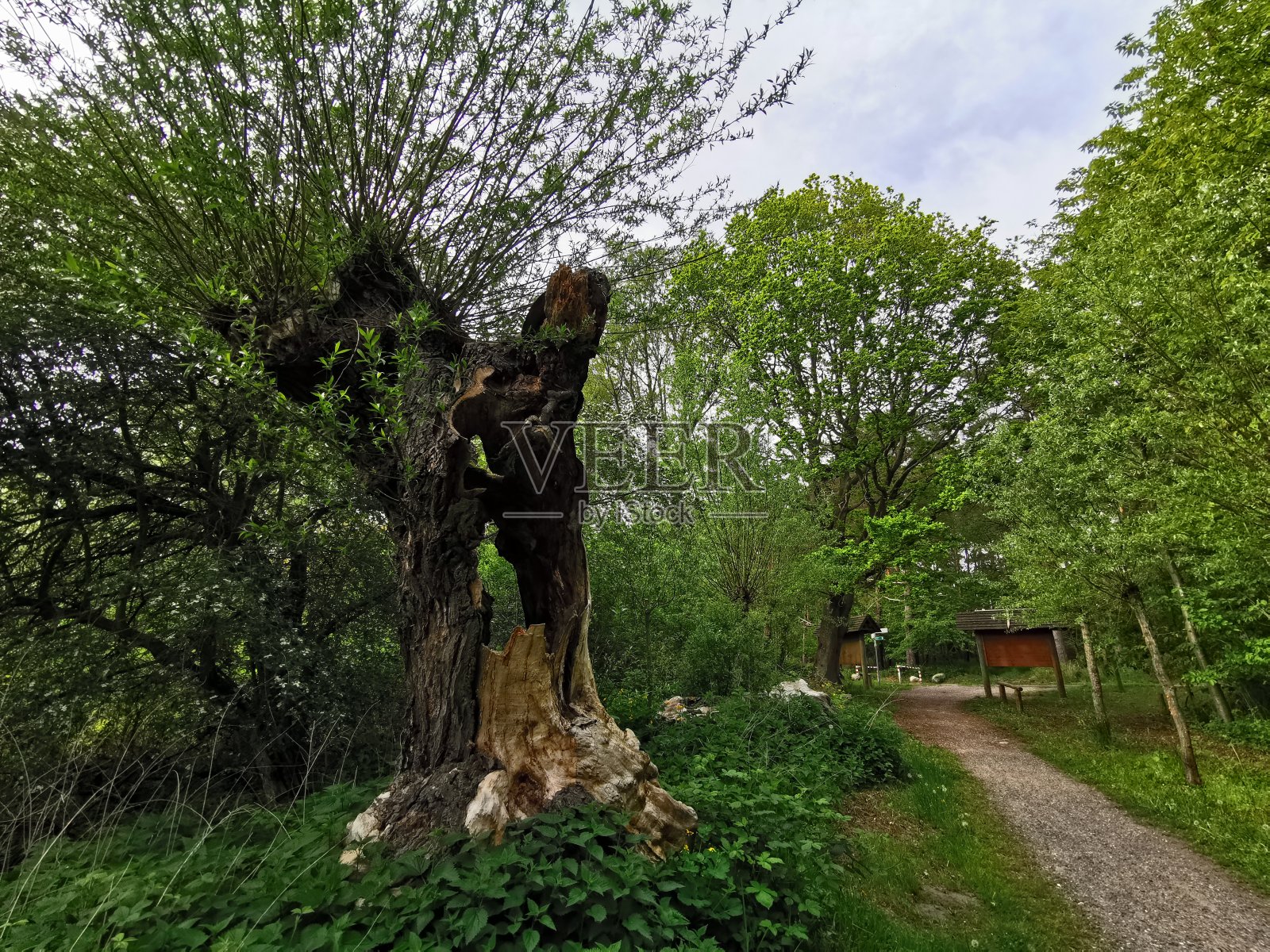 自然照片摄影图片