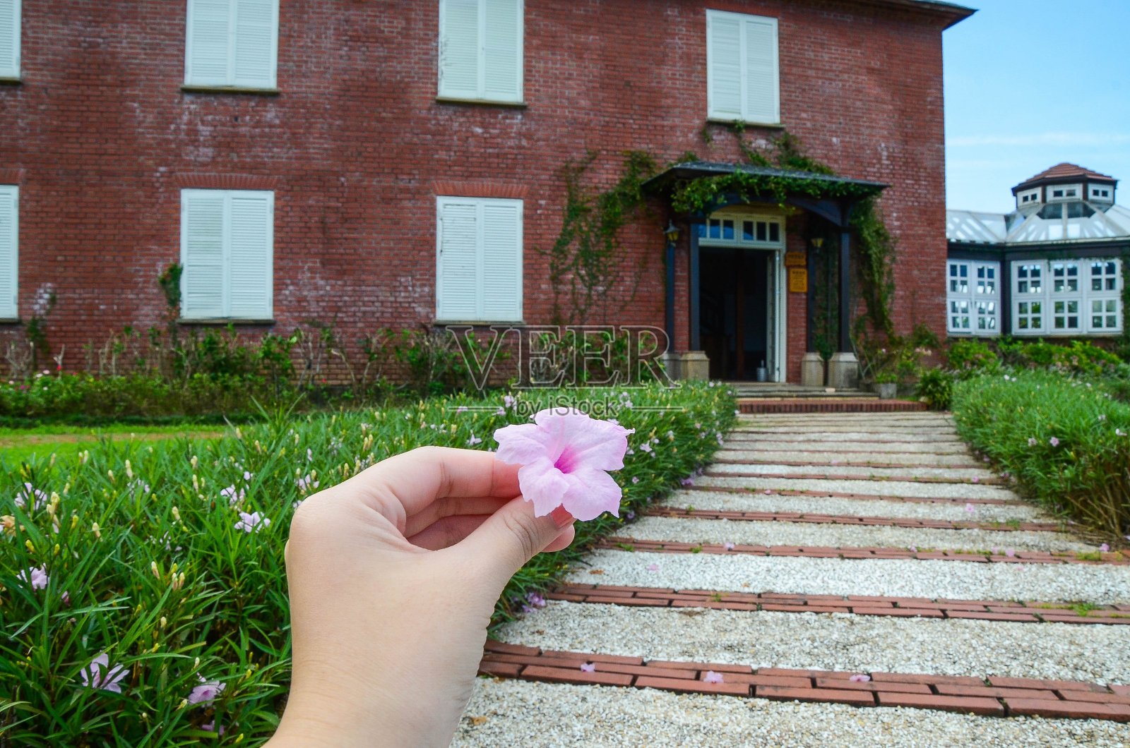 在花园里，手捧着布里顿的野牵牛花。照片摄影图片