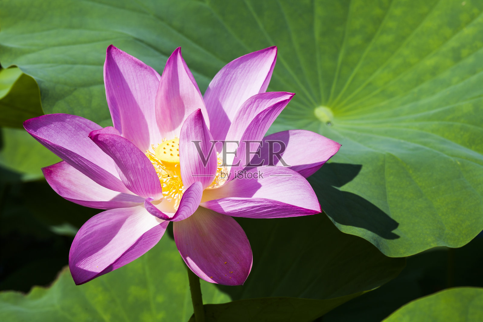 莲花照片摄影图片