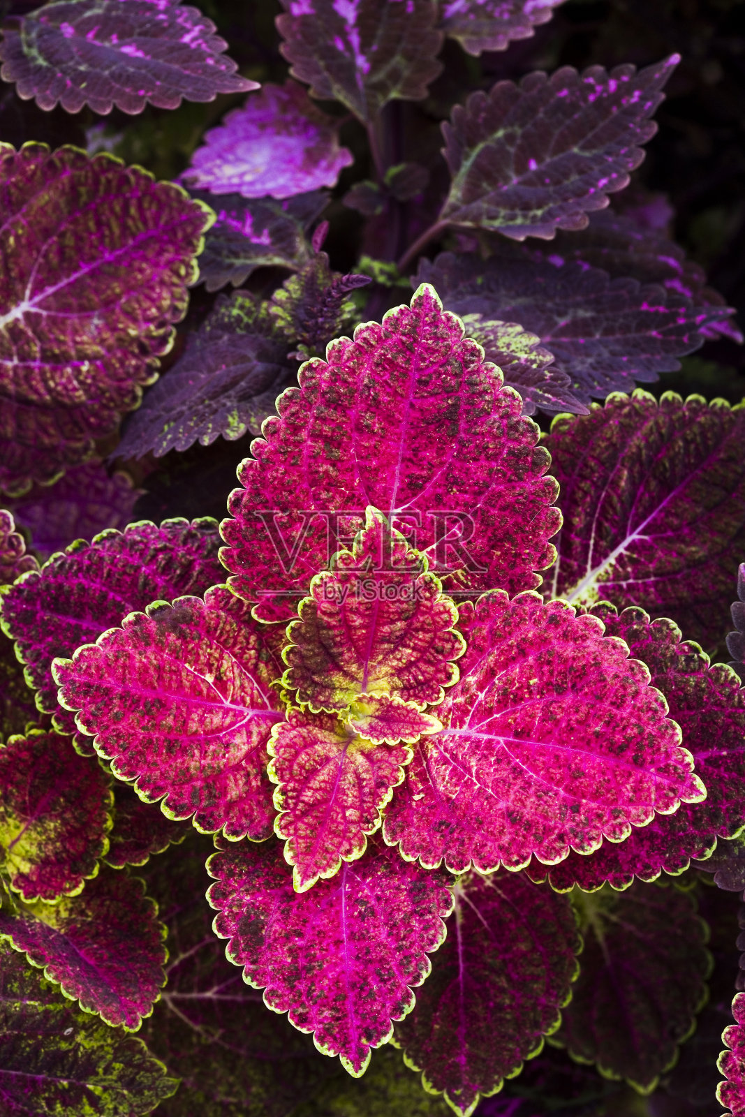 彩叶草叶子照片摄影图片