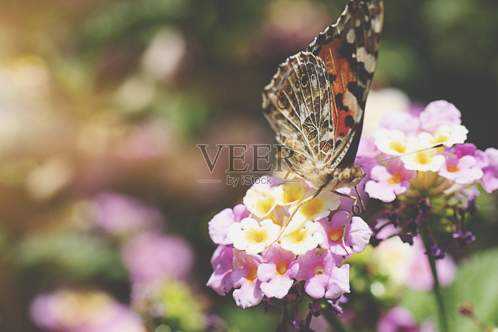 花上的蝴蝶特写(虎蝶)照片摄影图片