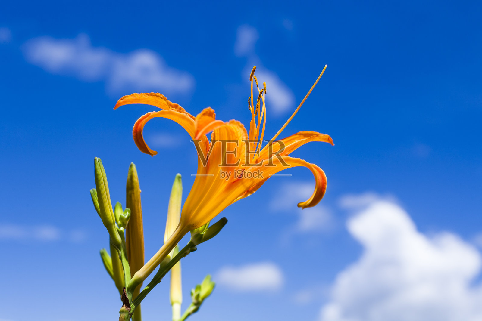 黄花菜花照片摄影图片