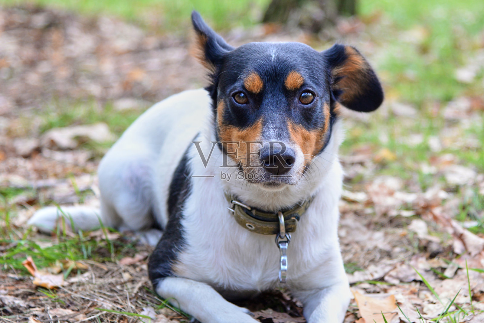 春天的时候，一只杰克罗素梗犬躺在长满枯叶的草地上照片摄影图片