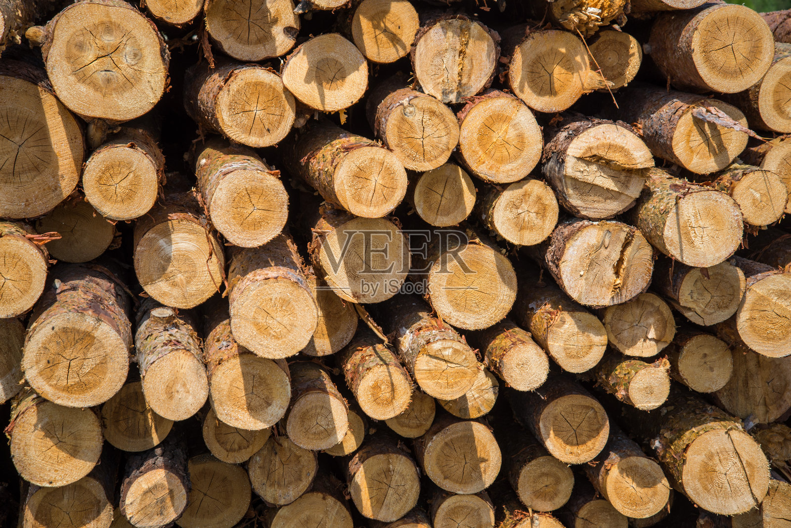 木材自然切割原木纹理背景。松木横截面照片摄影图片