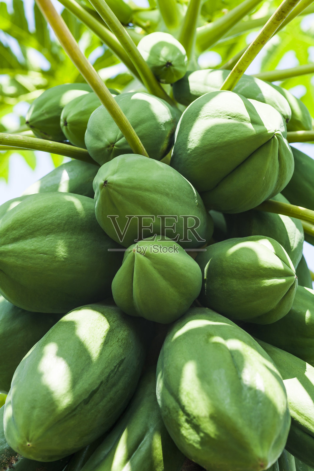 木瓜树照片摄影图片