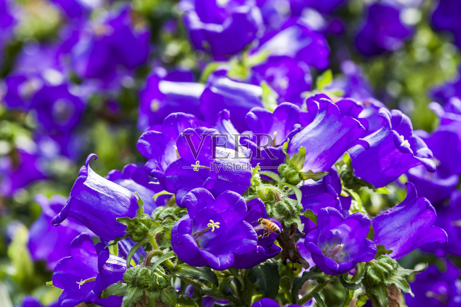 安帕努拉介质照片摄影图片