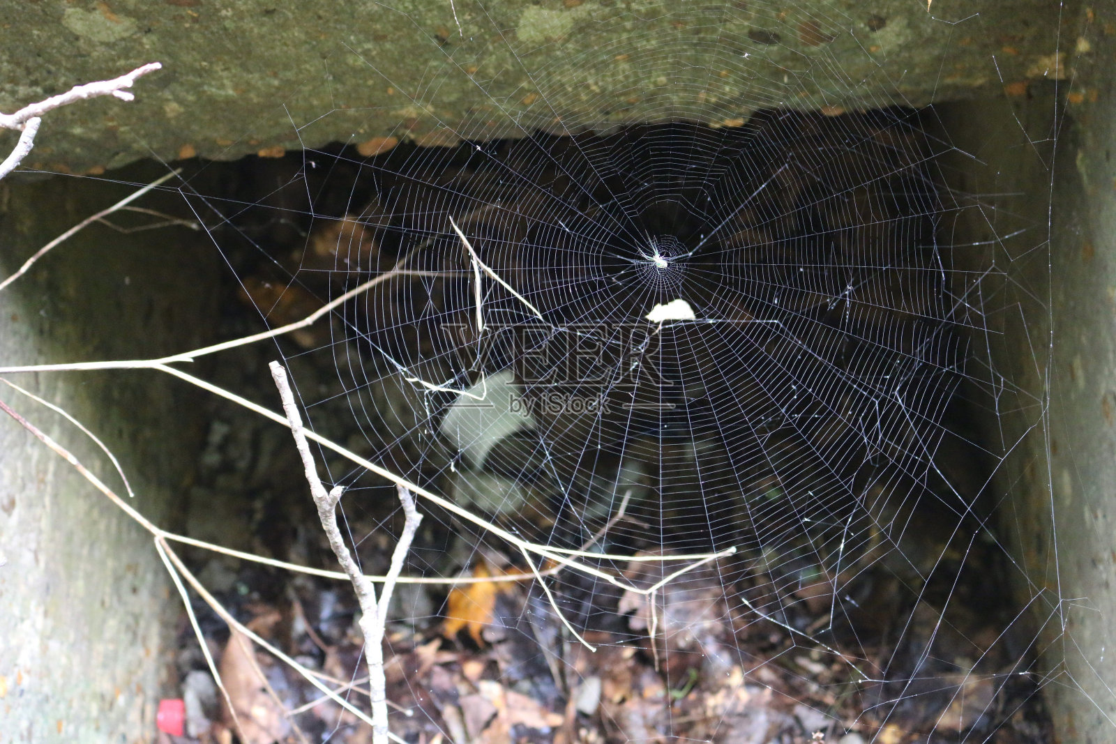 田纳西州查塔努加的蜘蛛网。照片摄影图片