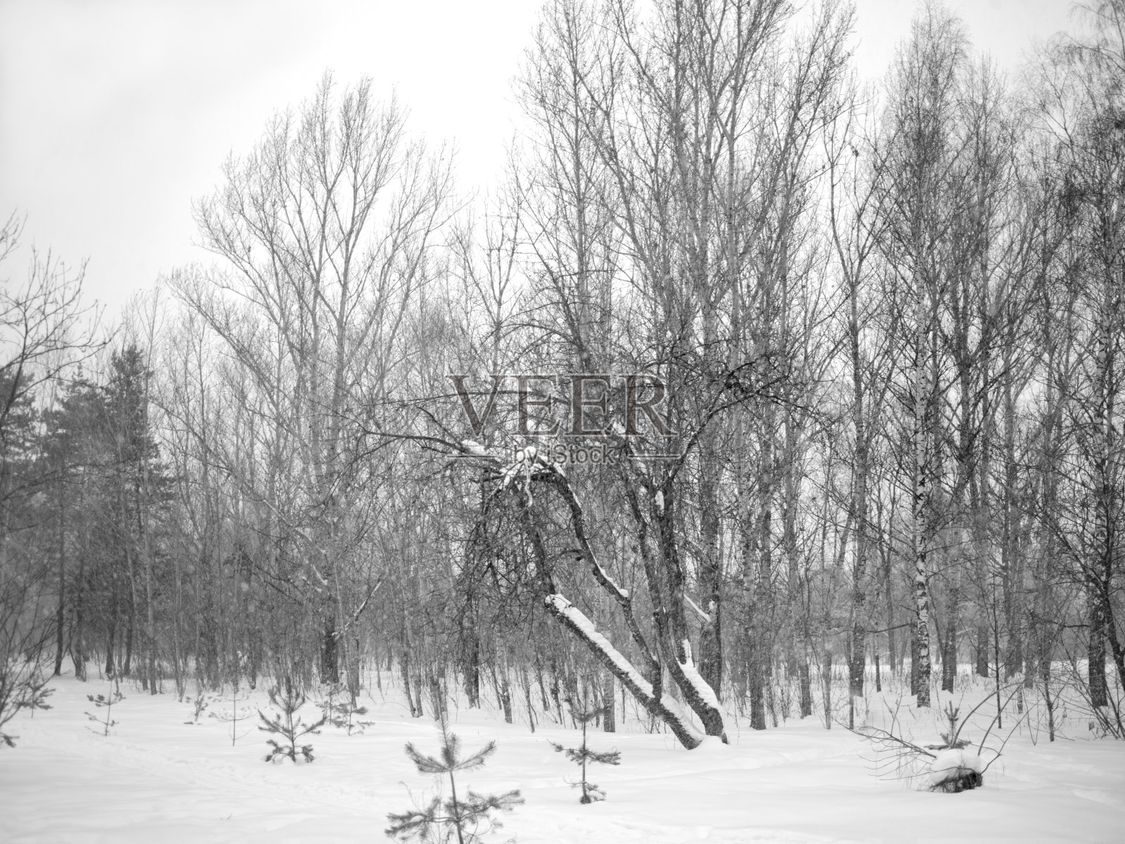 冷天里光秃秃的树照片摄影图片
