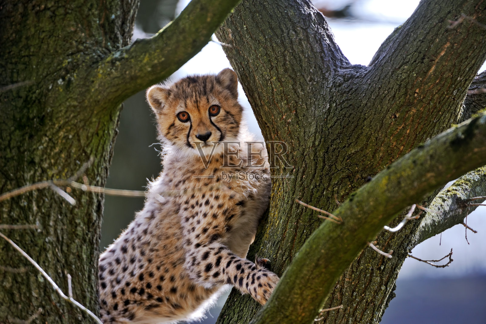 树上的小猎豹照片摄影图片