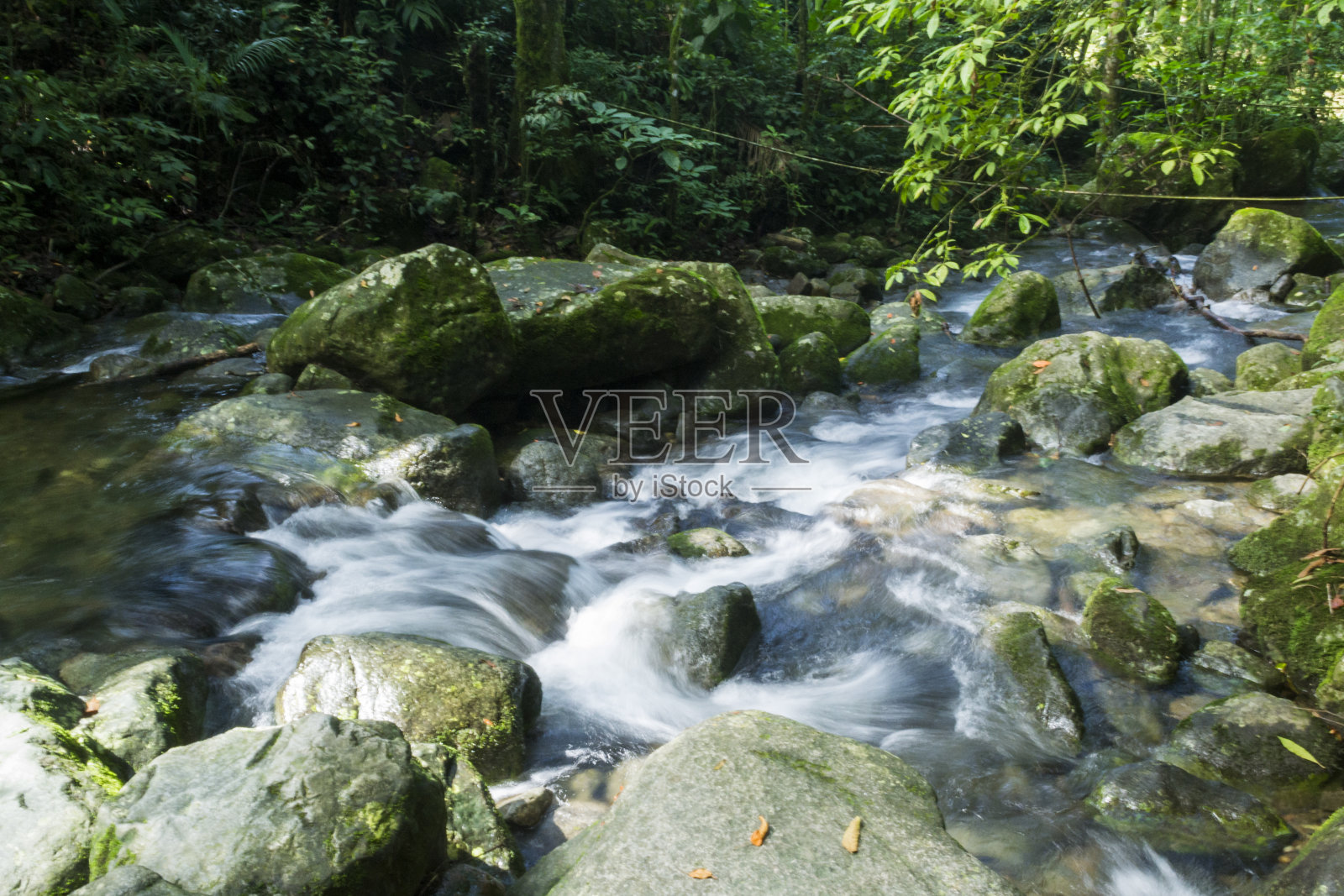 位于巴西大西洋森林地区的一条河流照片摄影图片
