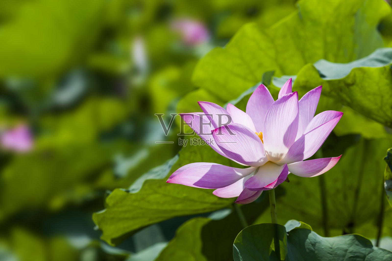 莲花照片摄影图片