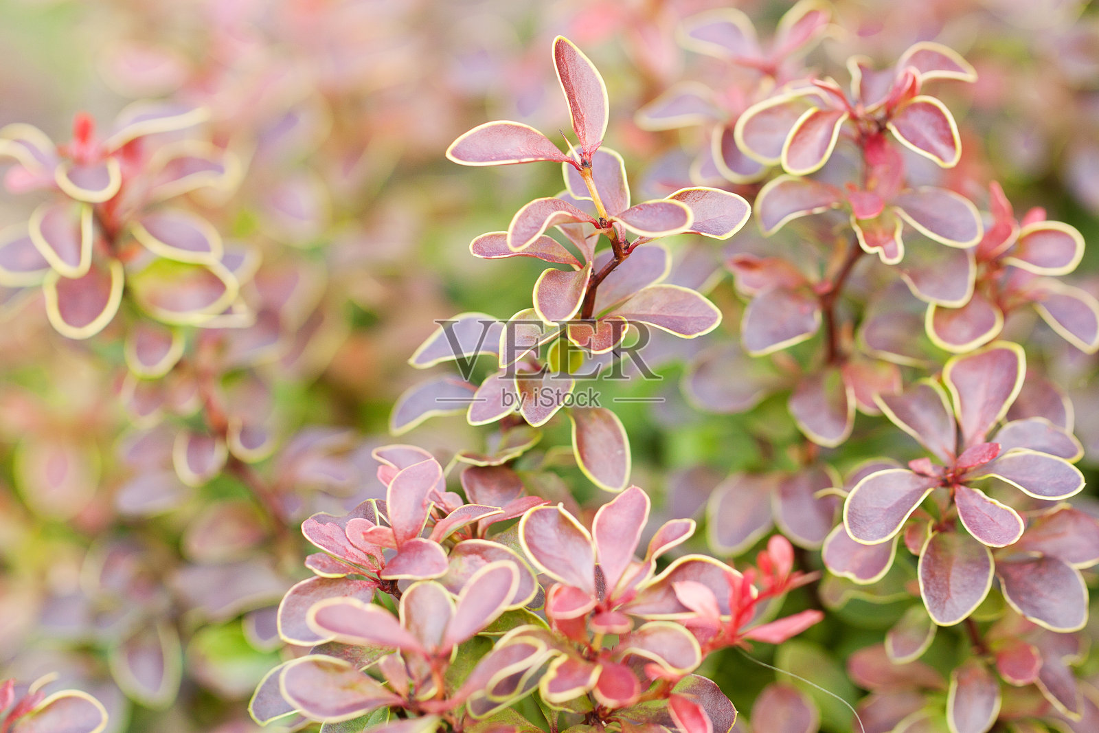 有美丽明亮叶子的小檗丛照片摄影图片