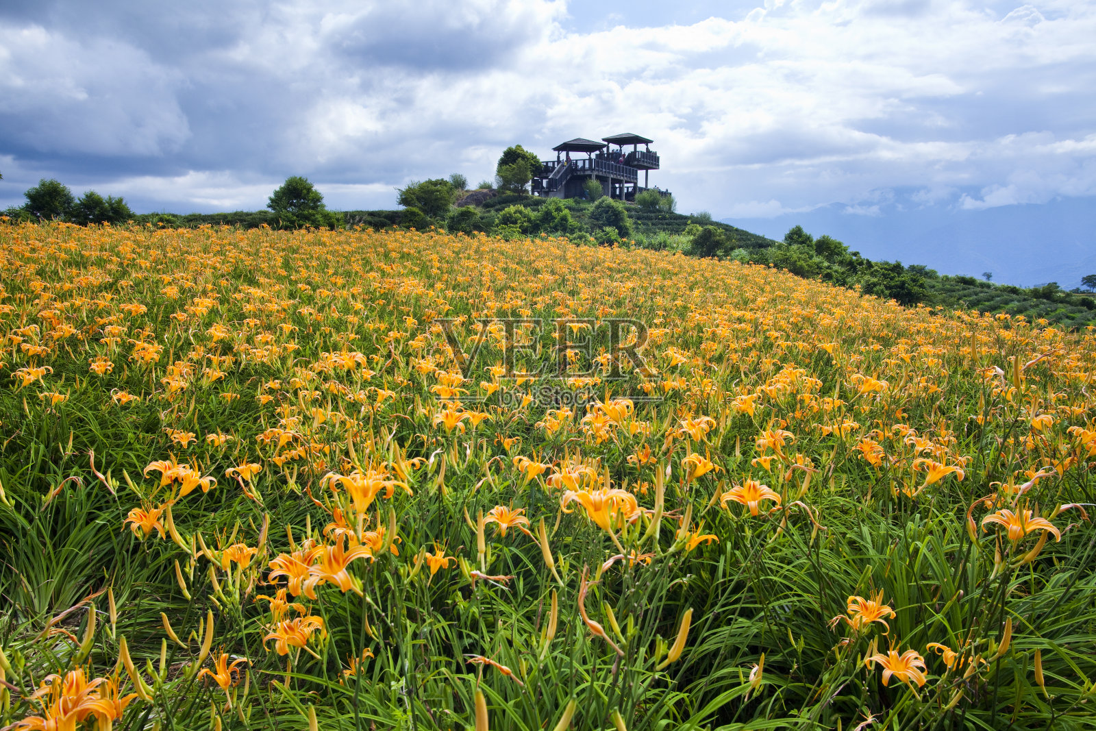 黄花菜花卉农场。照片摄影图片