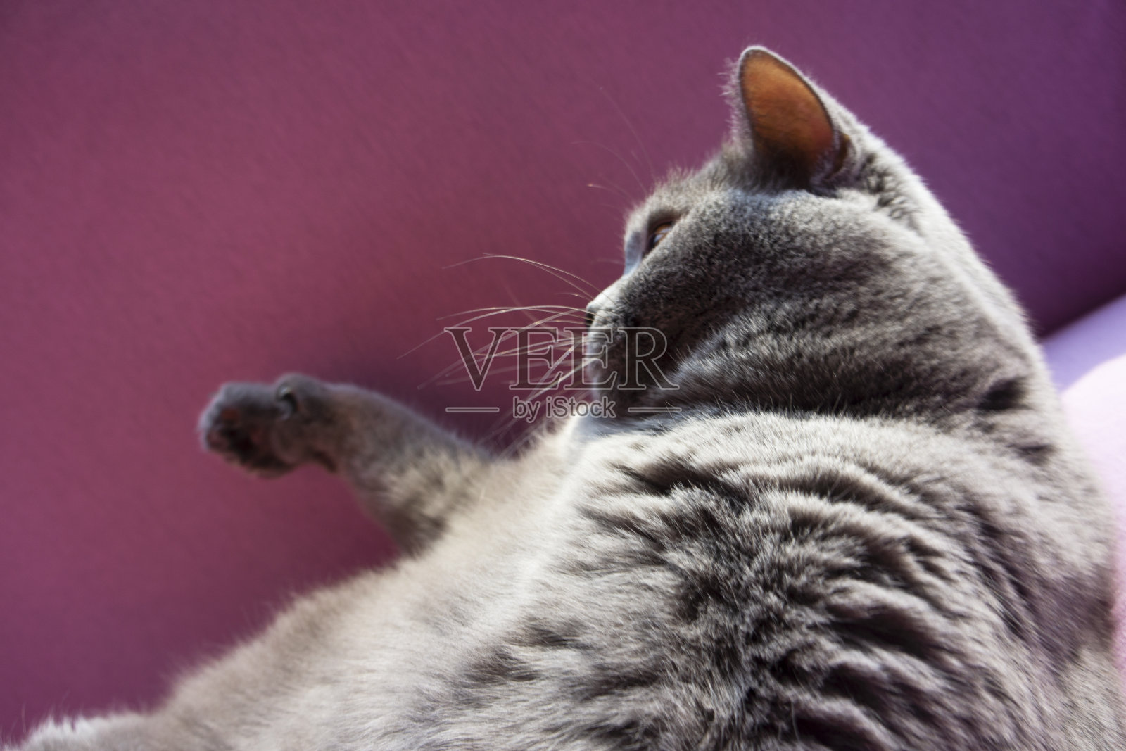 可爱的小猫躺在床上照片摄影图片