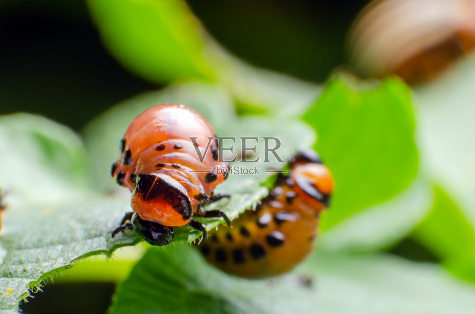 科罗拉多马铃薯甲虫的红色幼虫吃马铃薯叶子照片摄影图片