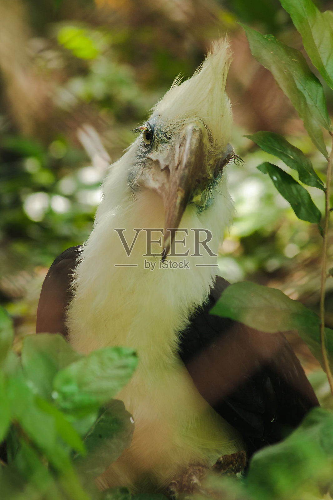 白冠犀鸟在笼子里。照片摄影图片