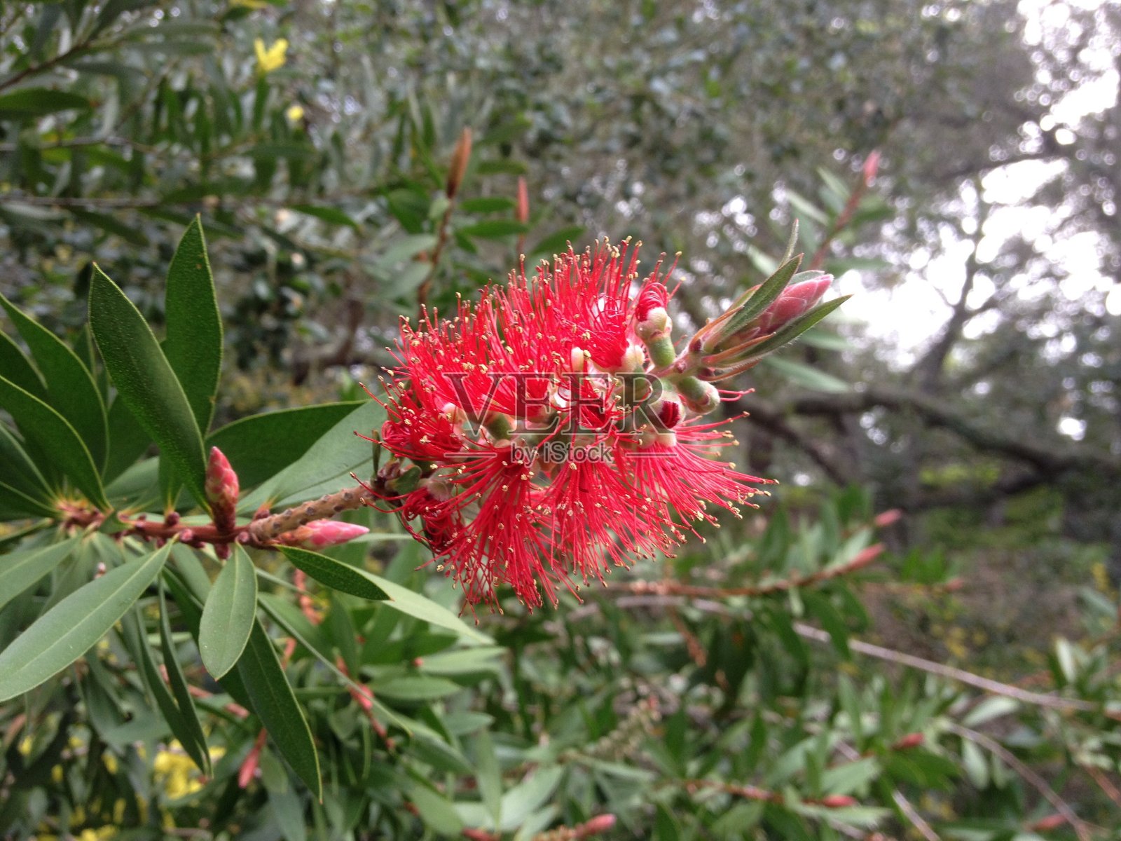 近距离观察盛开的红花照片摄影图片