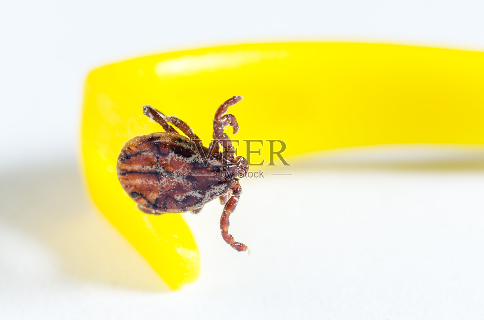 螨虫在黄色的镊子上爬行，清除白色背景上的蜱虫照片摄影图片