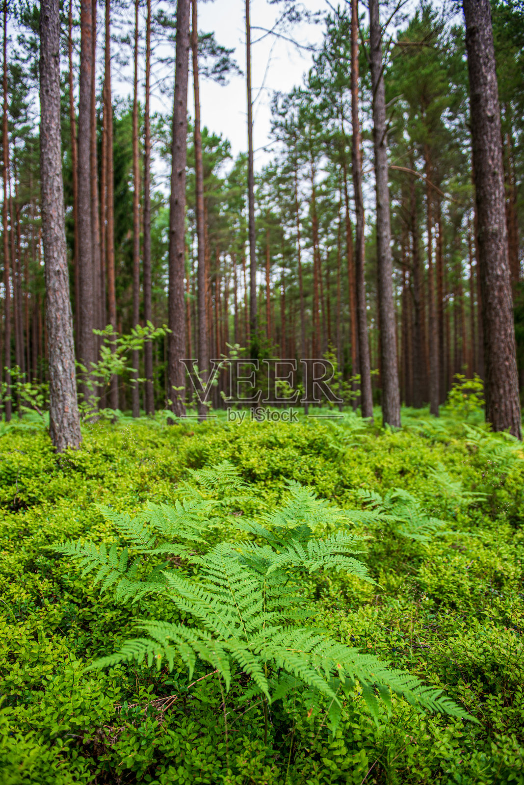 具有树干和绿草的混交林林床上的绿苔照片摄影图片