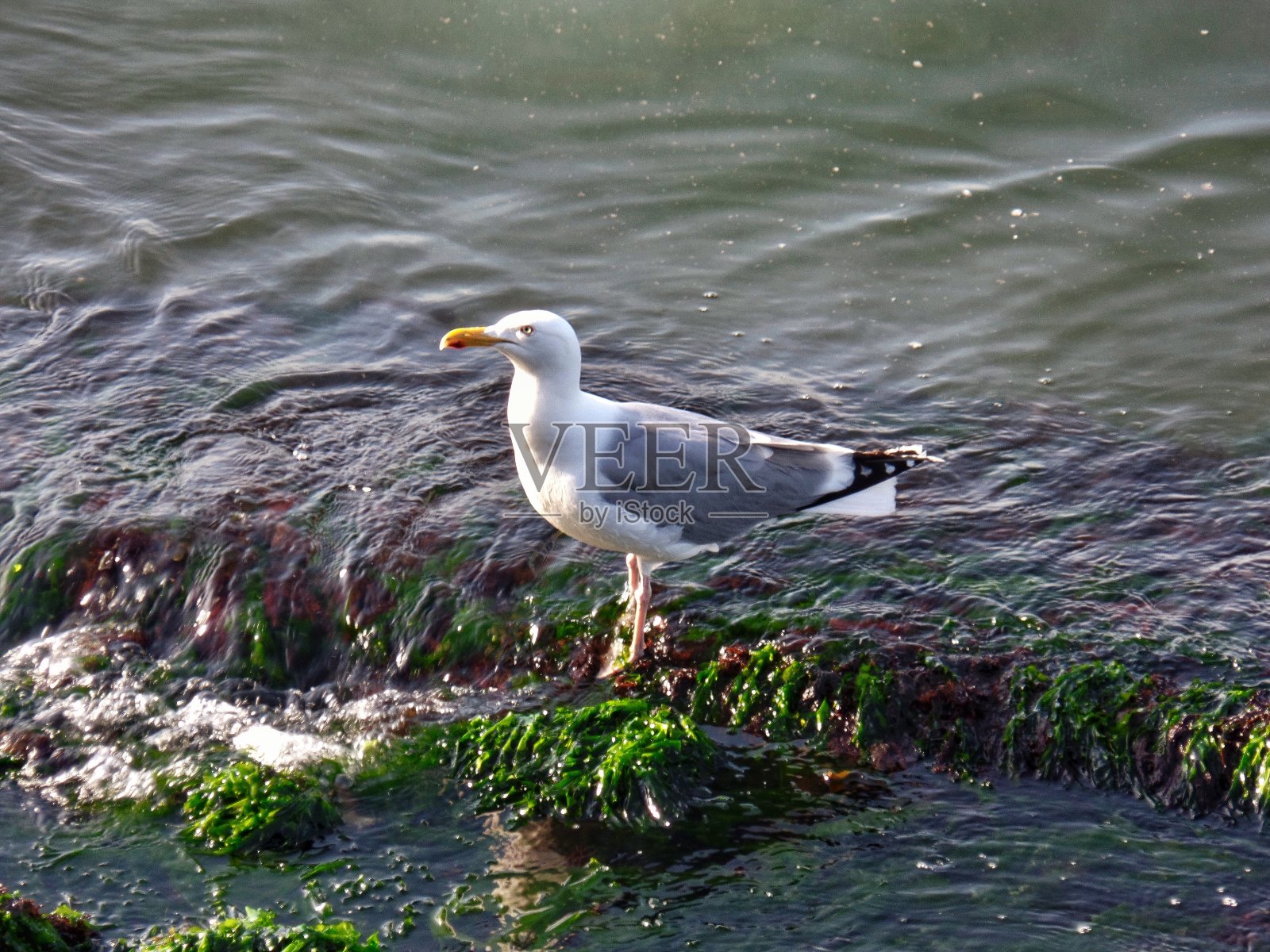 海鸥照片摄影图片