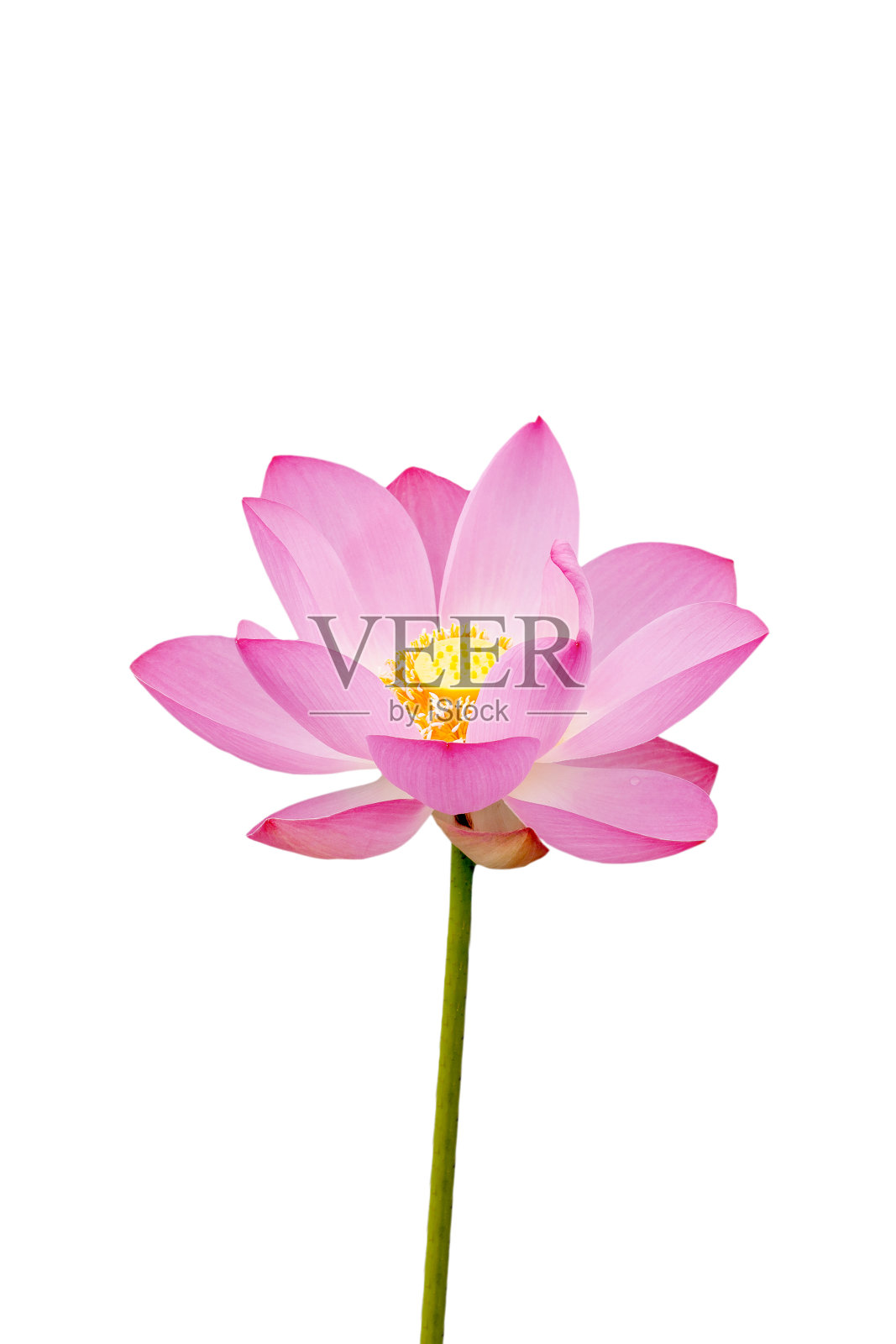 莲花照片摄影图片