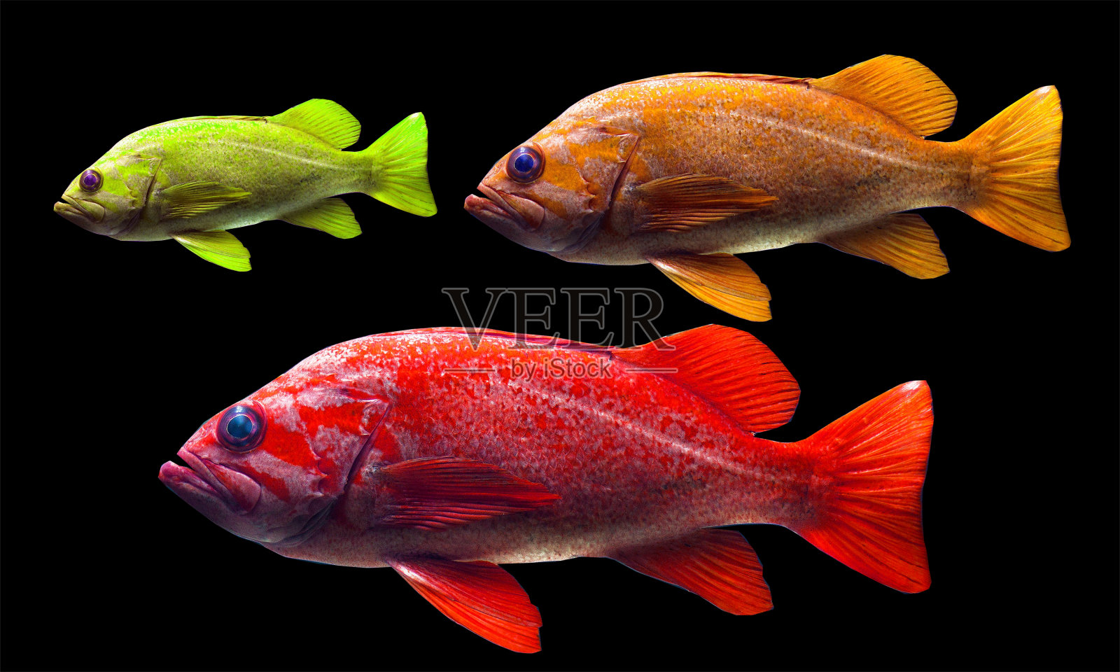 美丽的鱼与背景孤立的照片照片摄影图片