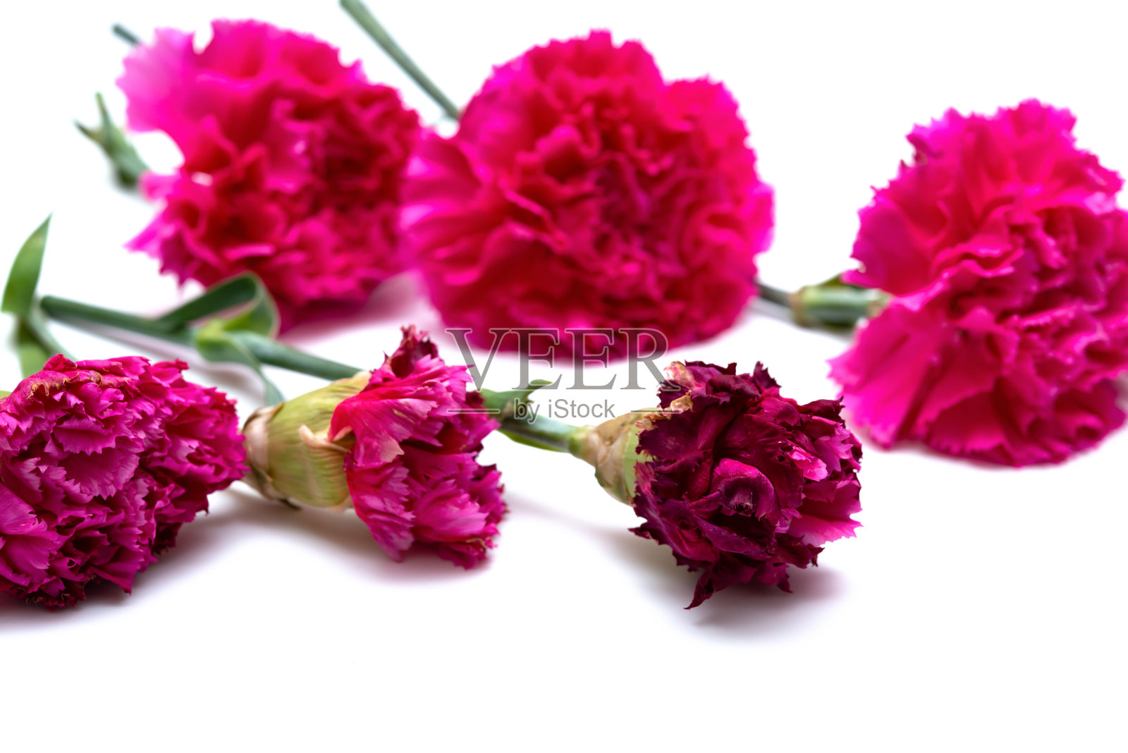 褪色的康乃馨在白色的背景照片摄影图片