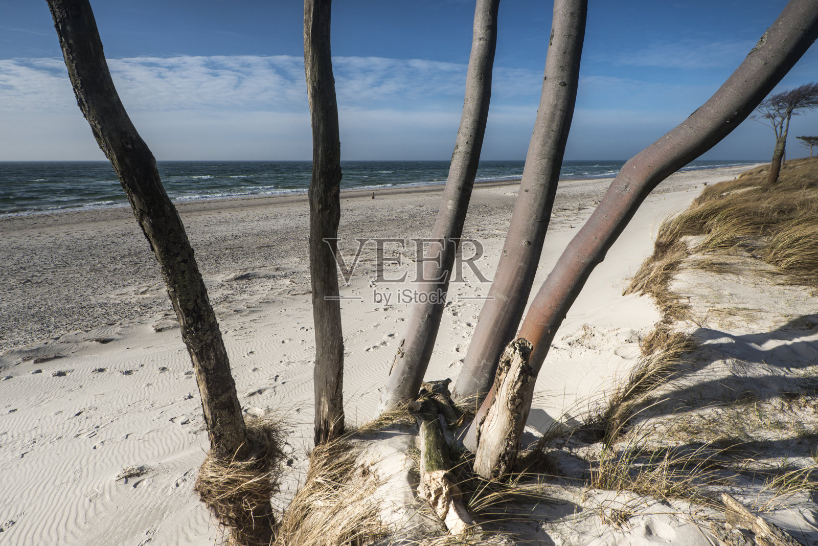 蓝天白云下，波罗的海沙滩上的树干照片摄影图片