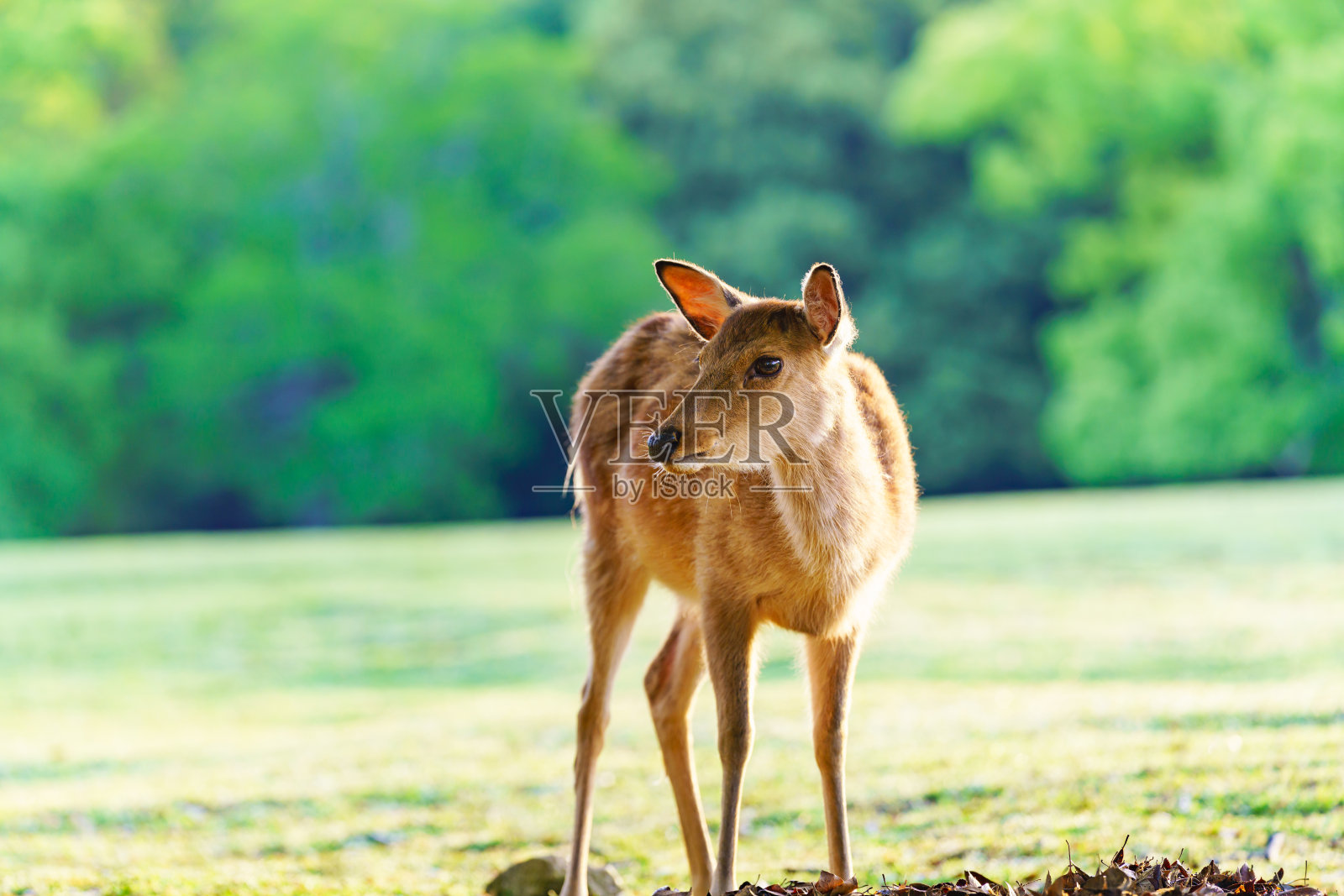 公园里的鹿，日本照片摄影图片