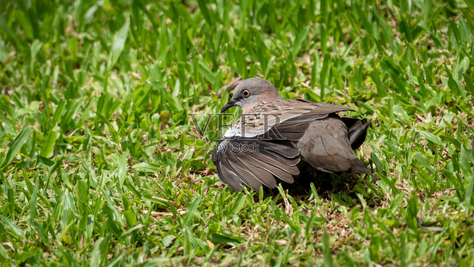 斑鸠在花园里晒太阳照片摄影图片