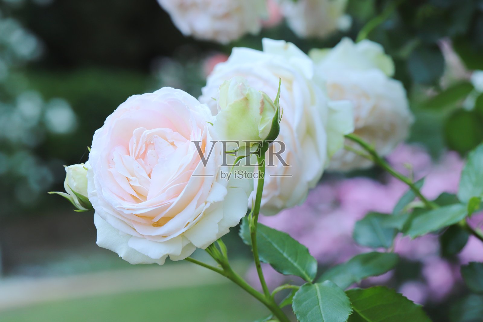 粉红色美丽的玫瑰在植物园里盛开照片摄影图片