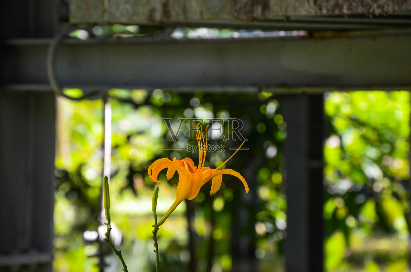 金曲花，花园里的橙黄花菜。照片摄影图片