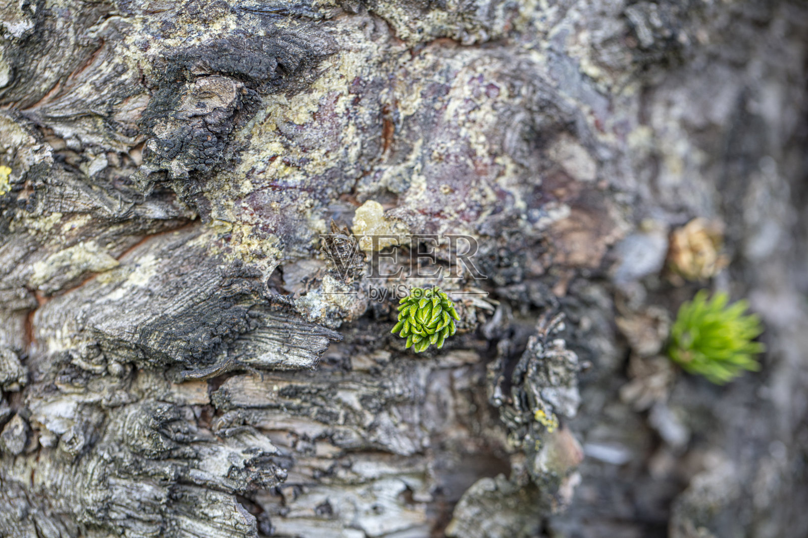 松针束的幼芽。强壮树干上的小芽。照片摄影图片