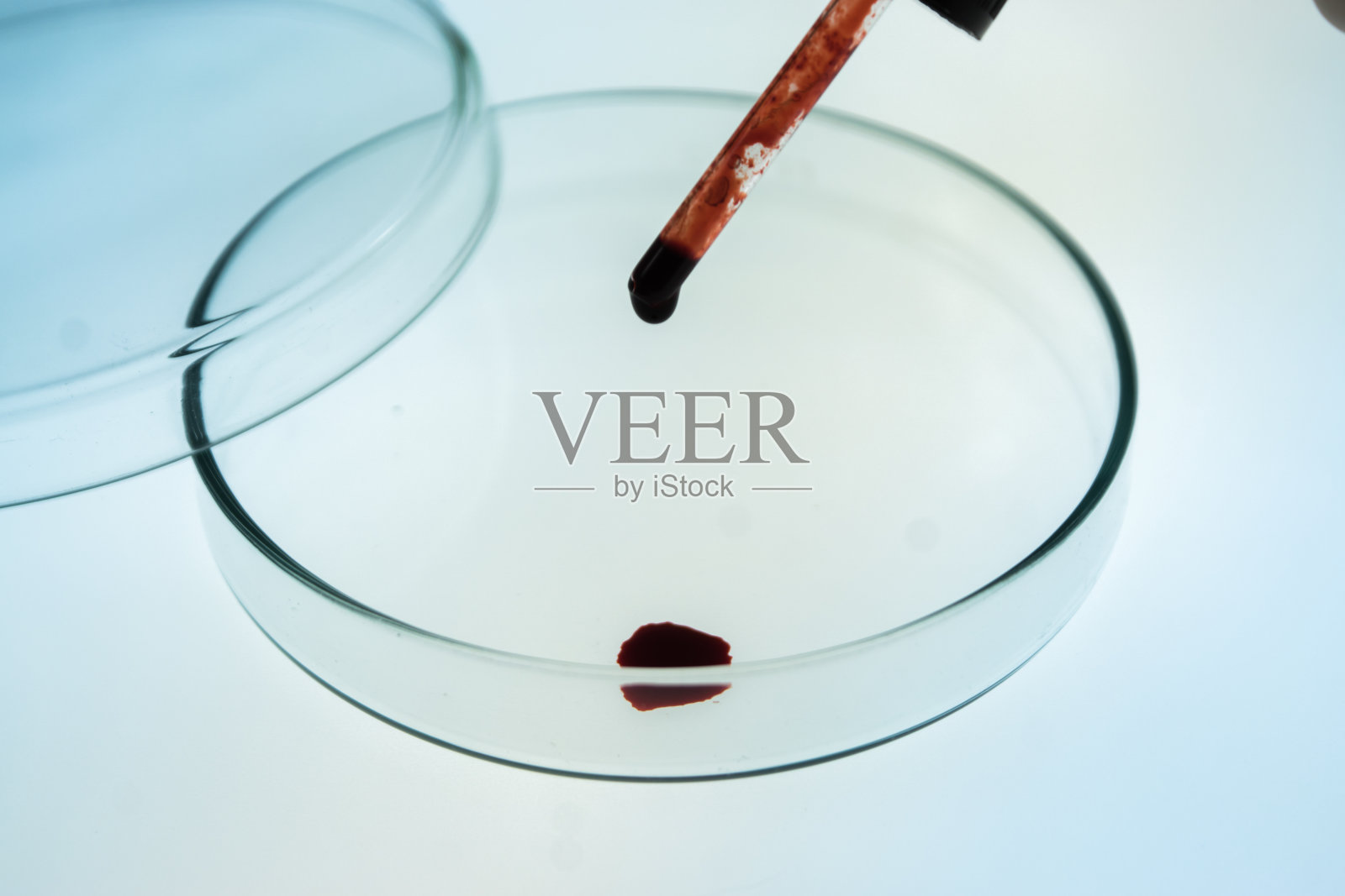 移液器将血样放入培养皿中。照片摄影图片