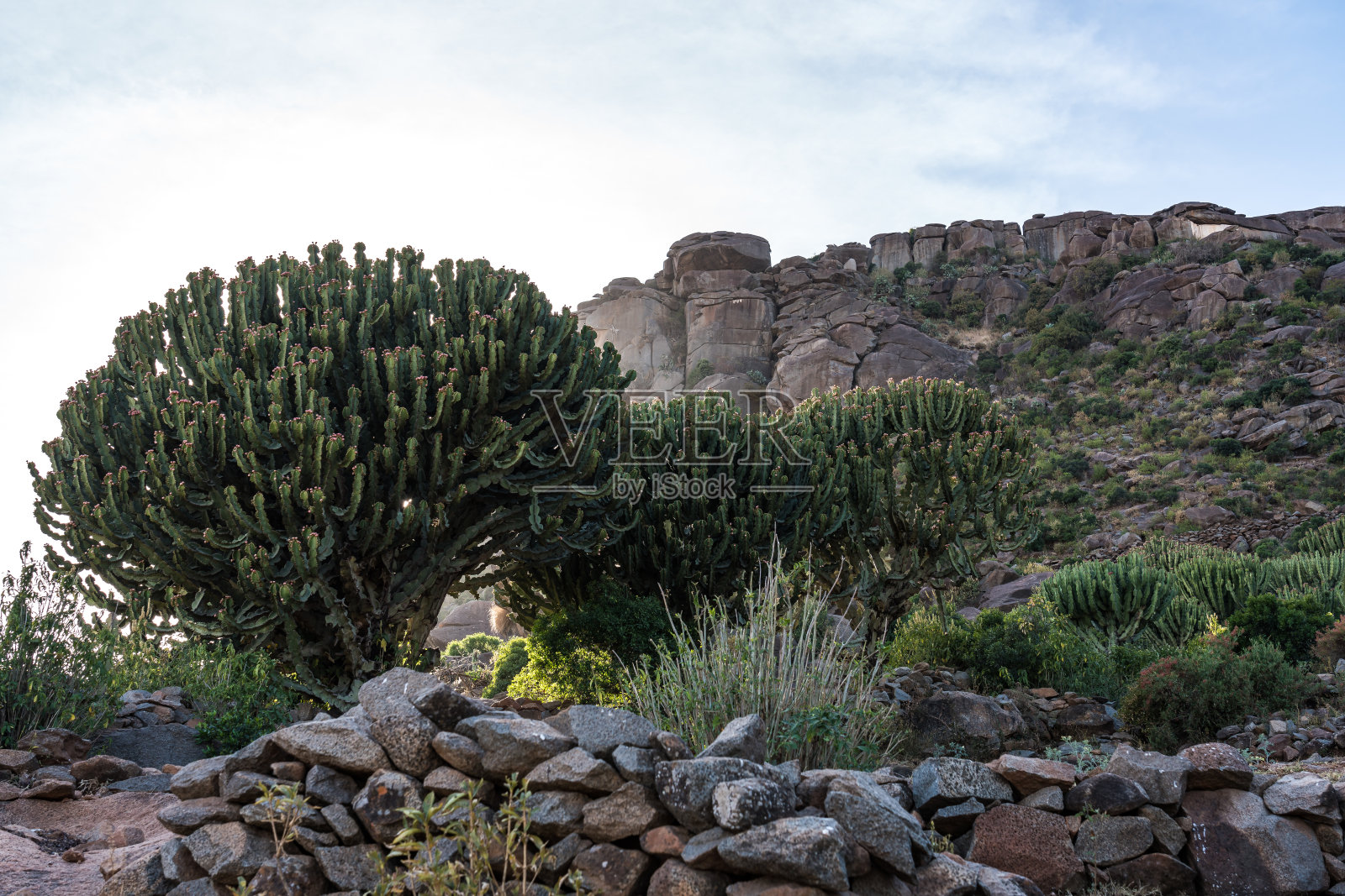 埃塞俄比亚历史名城阿克苏姆周围的枝形大烛台树照片摄影图片