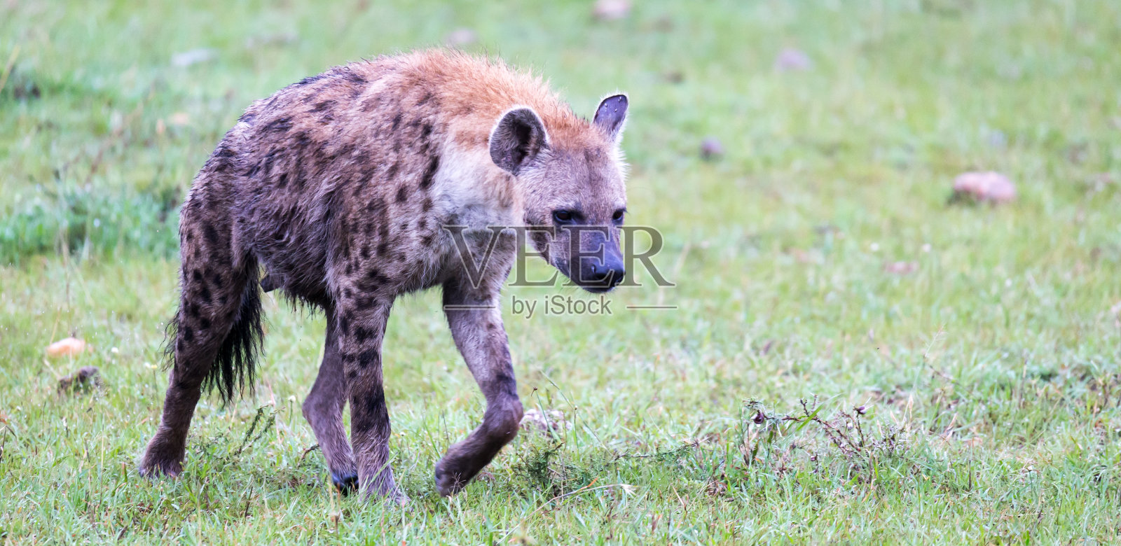 一只土狼在稀树大草原上行走寻找食物照片摄影图片